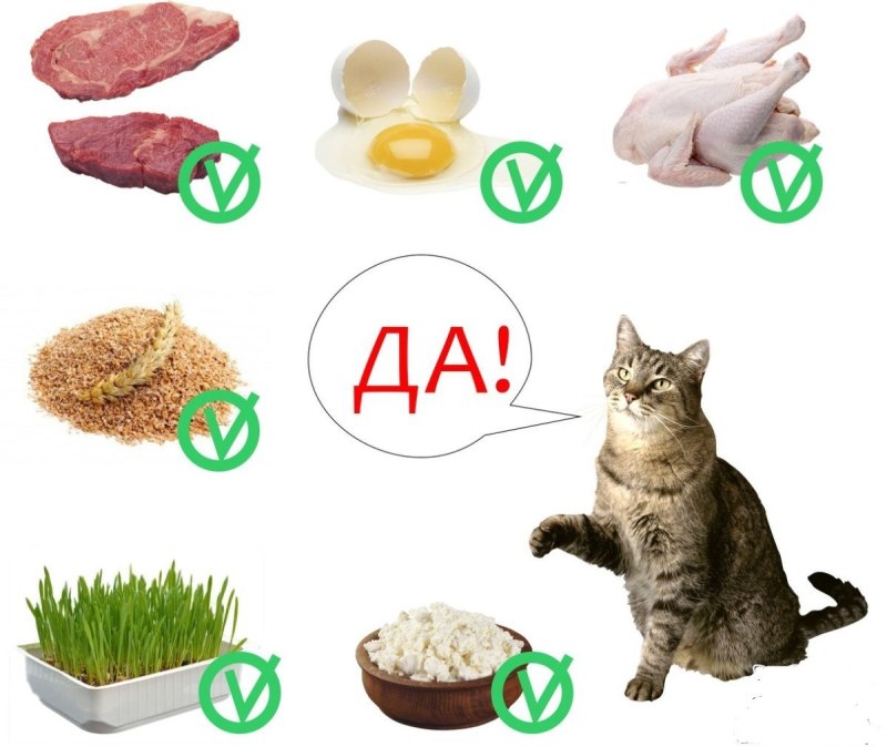 Полезные продукты для кошек