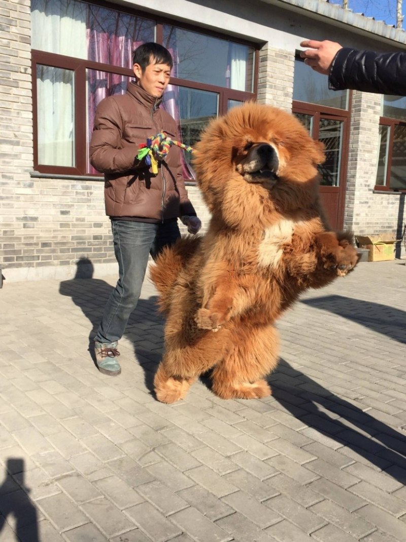 Тибетский мастиф китайский