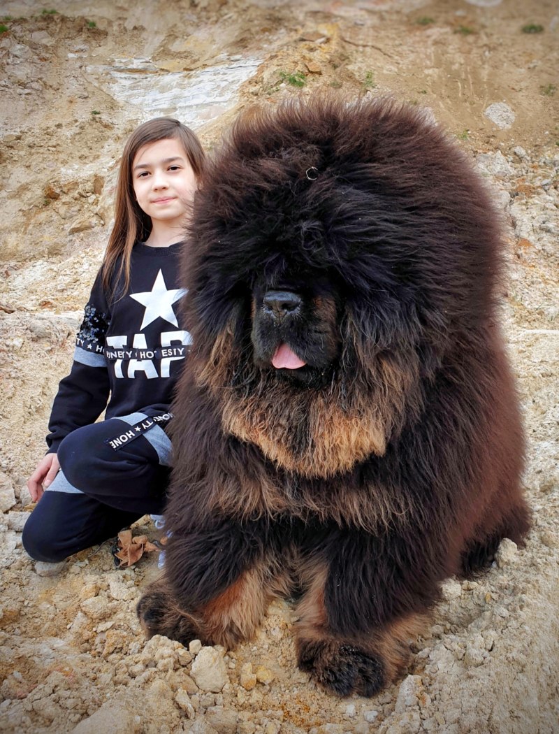 Гималай мастиф
