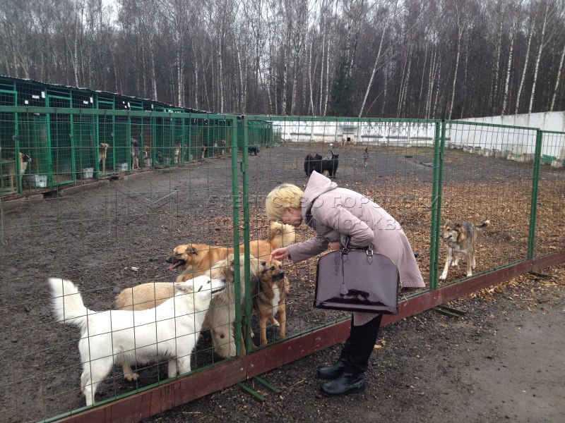 Собачья площадка в Айвазовском Тюмень