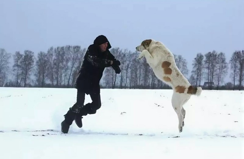 Алабай бежит