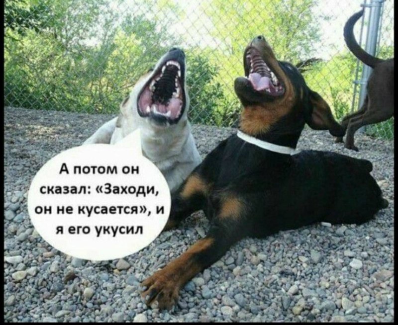 Собака вцепилась в руку