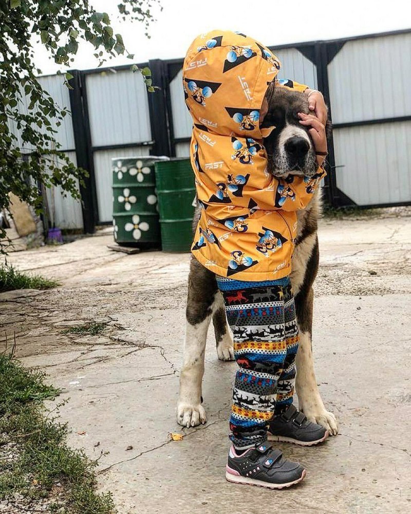 Агрессивный лабрадор
