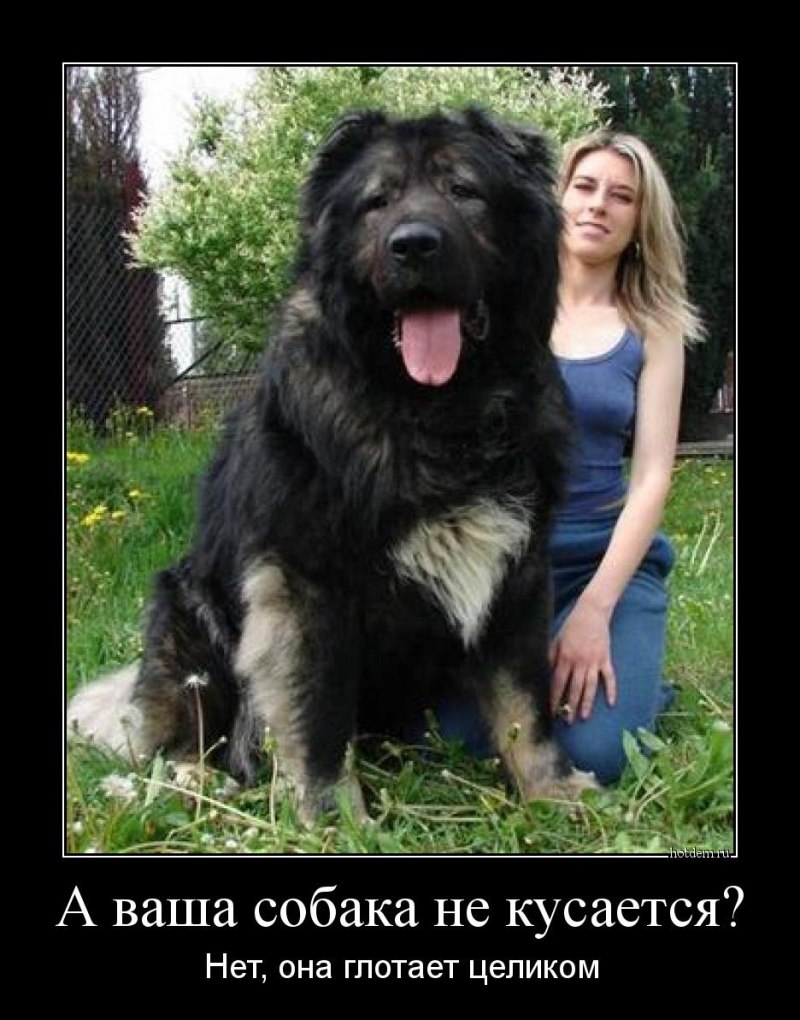 Маленькие агрессивные собаки