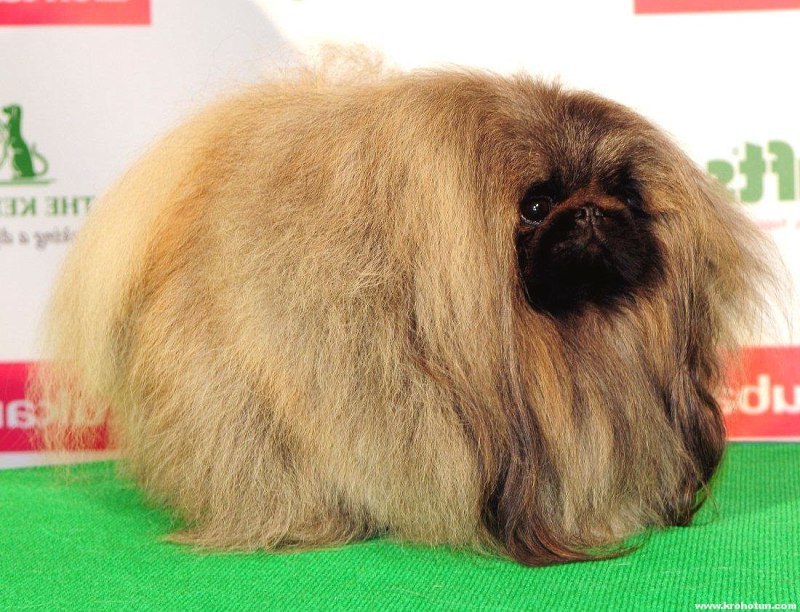 Пекинес Королевский подстриженный