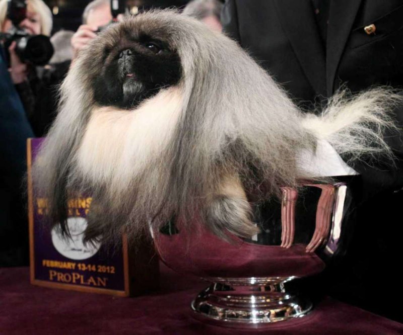 Пекинес чемпион мира