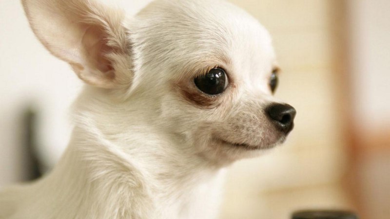Собака с выпученными глазами маленькая порода название