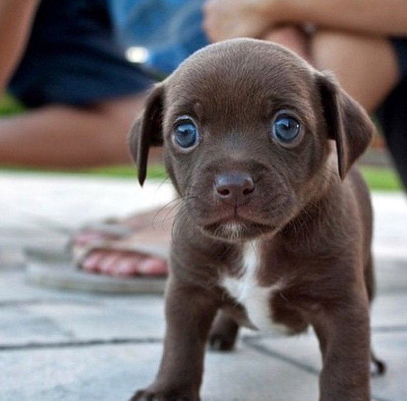 Собака с выпученными глазами маленькая порода название
