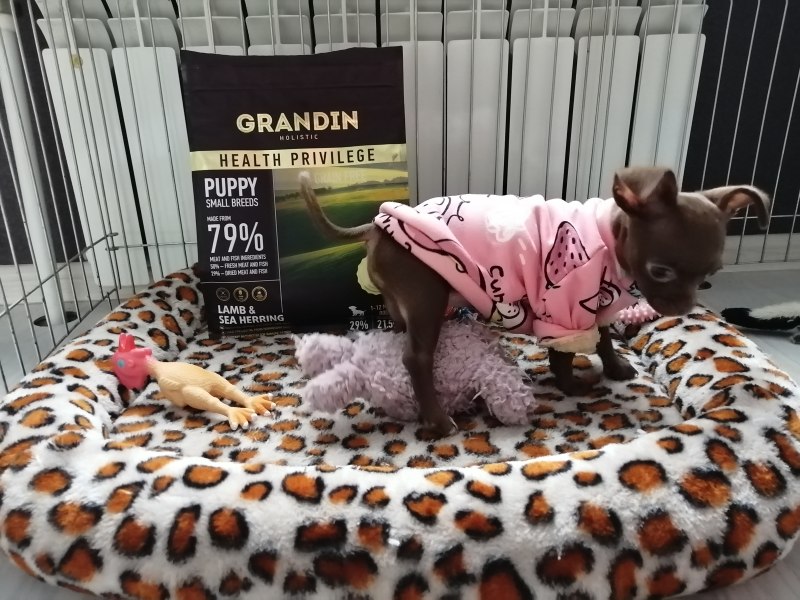 Grandin лого