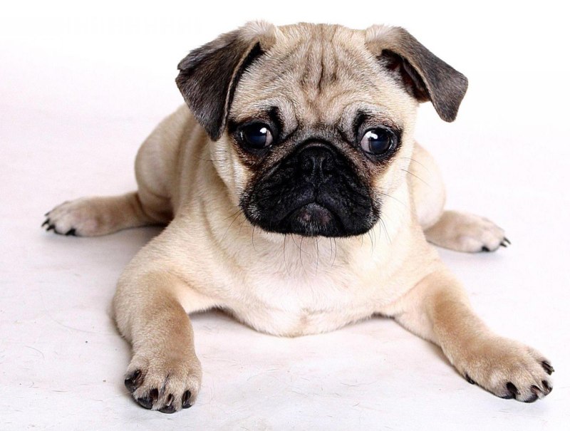 Pug Мопс