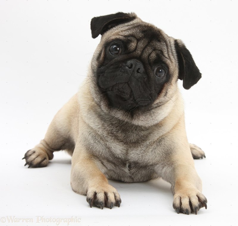 Pug Мопс