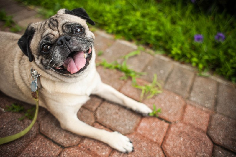 Pug Мопс
