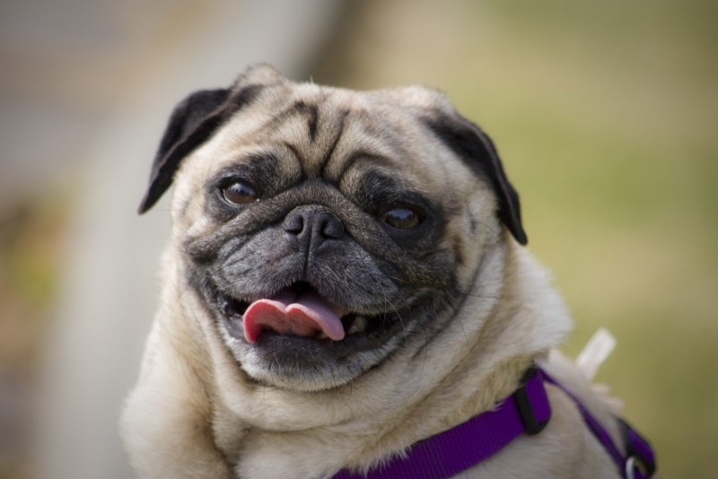 Pug Мопс