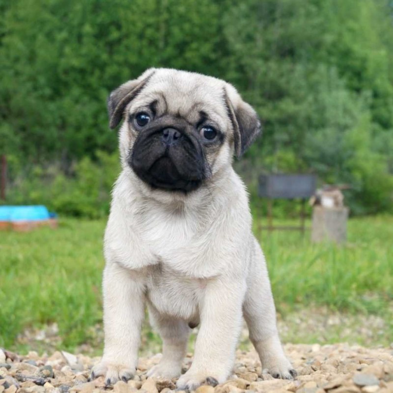 Pug Мопс