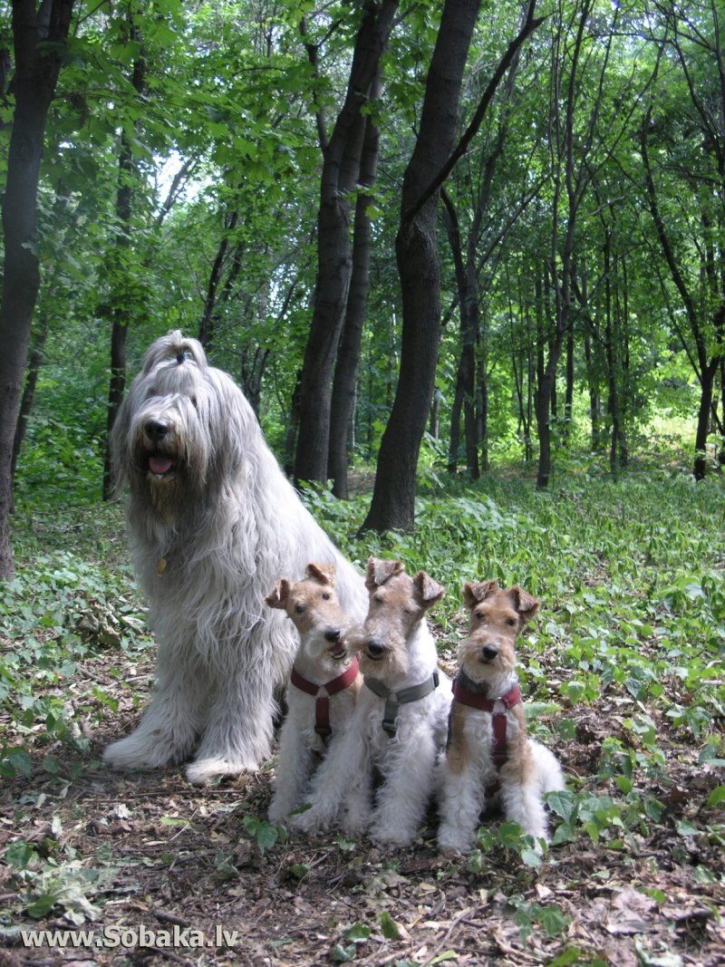 Russian South Shepherd