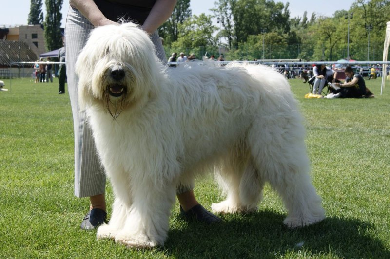Южнорусская овчарка / Yuzhnorusskaya Ovcharka (South Russian Shepherd Dog) (326) к