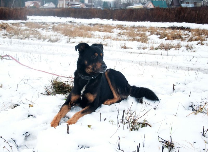Rottweiler vs Doberman