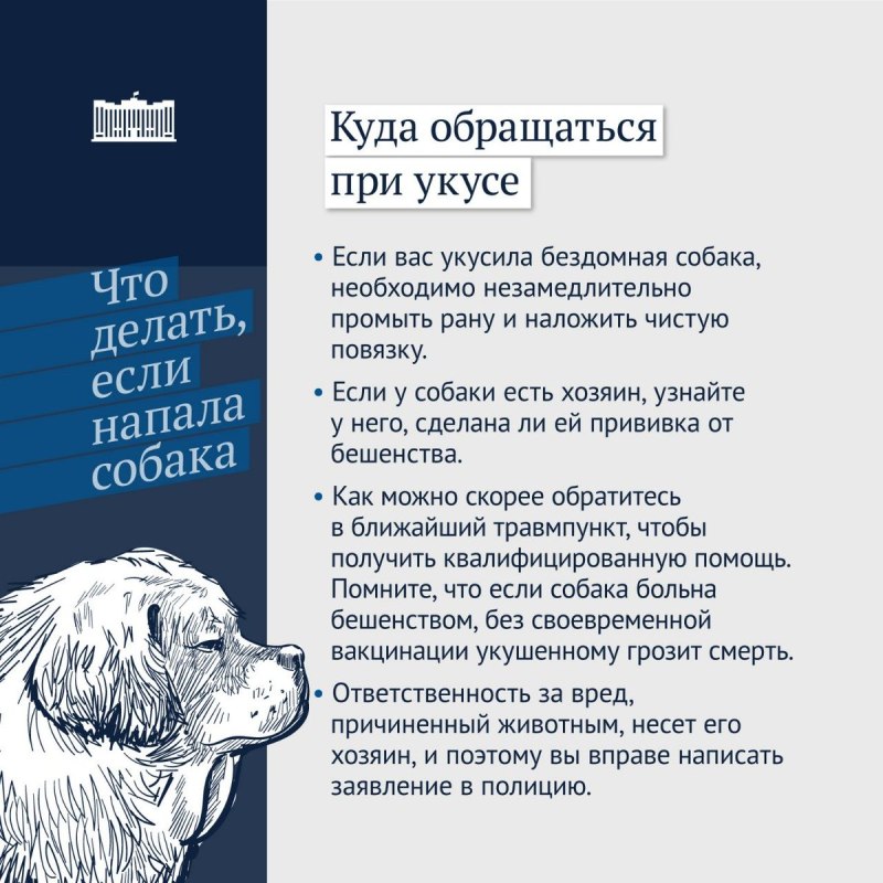 Оказание первой помощи при укусе собаки