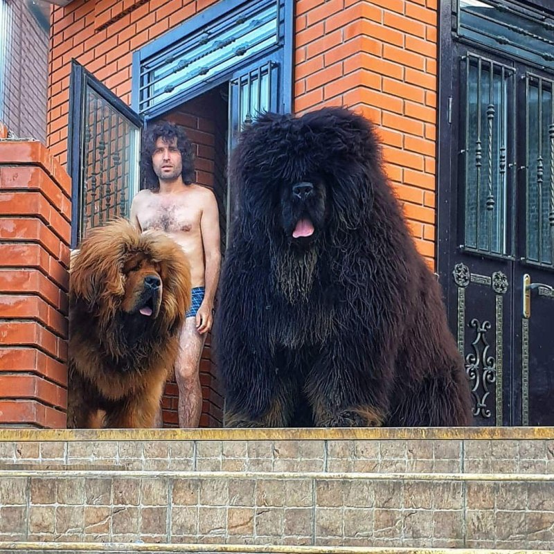 Королевский тибетский мастиф
