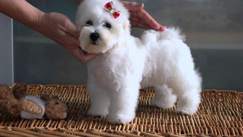 Щенки которые не линяют