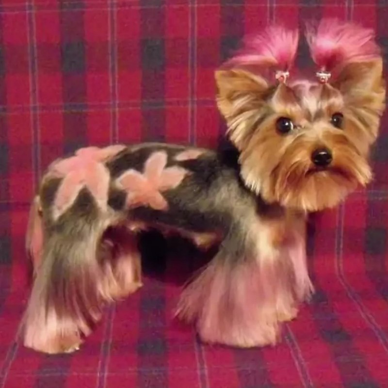 Стрижки Yorkshire Terrier
