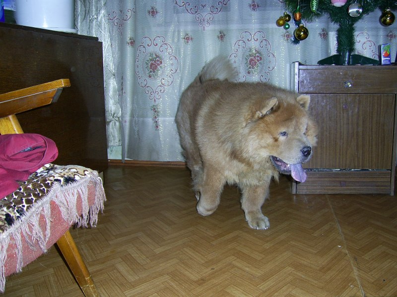 Чау-чау смуф черный