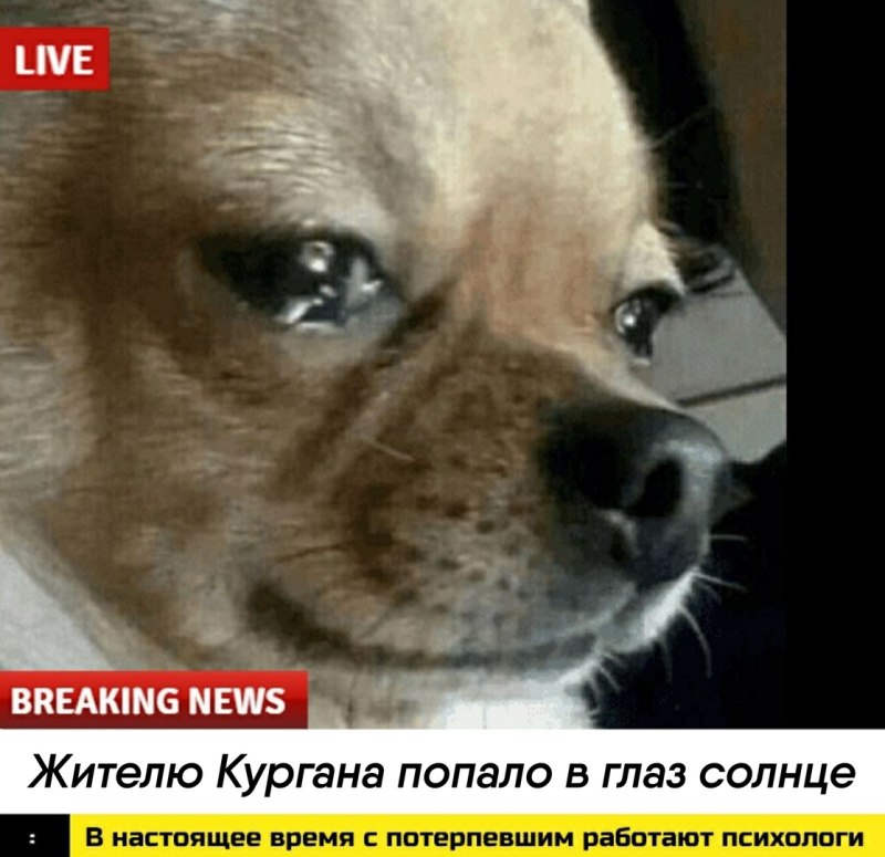 Собака носом в стекло