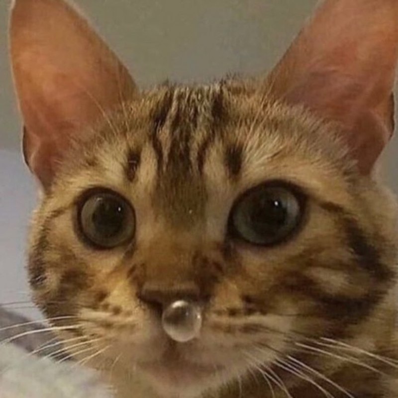 Филиное Куре Мем с котиком
