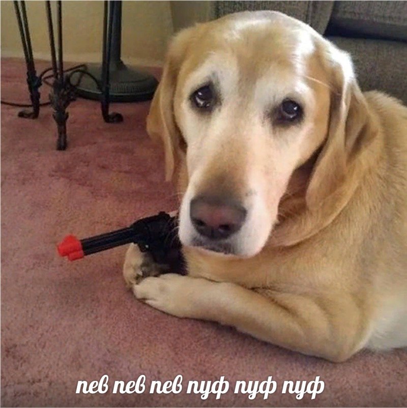 Абобус собака Мем