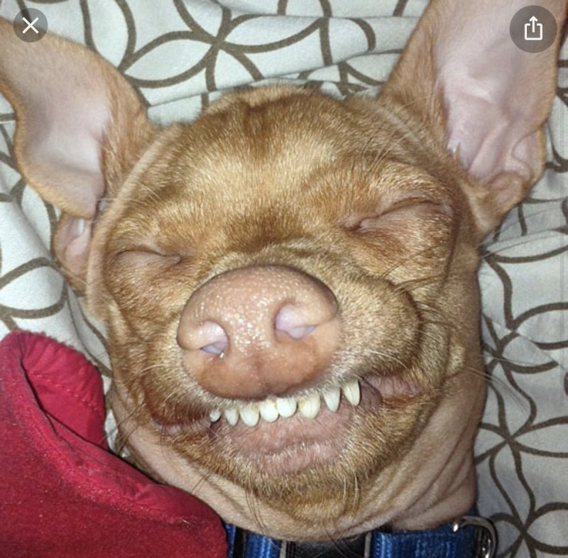 Сопливый кот