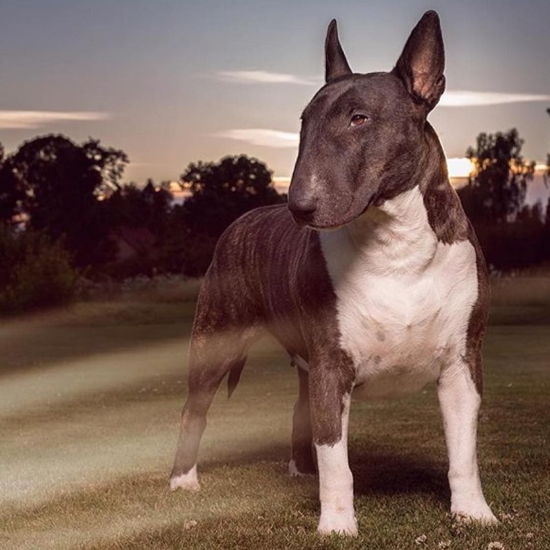 Бультерьер Brindle