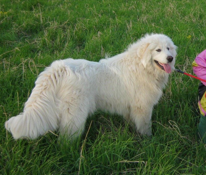 Шотландская колли