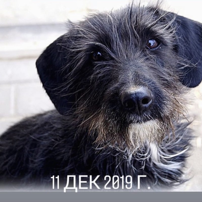 Дворняжка терьер