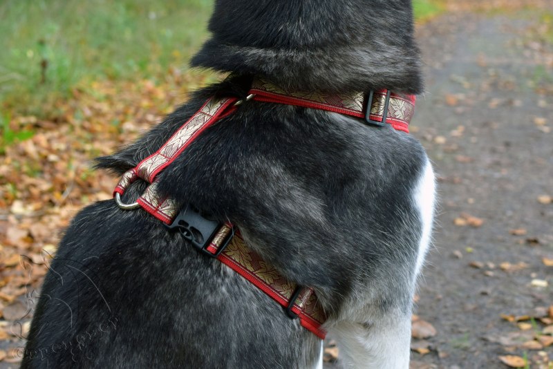 Шлейка прогулочная Husky