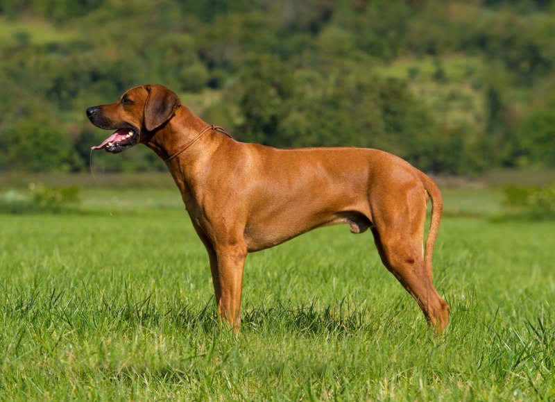 Каролинская собака Carolina Dog
