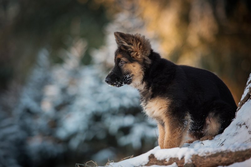 German Shepherd немецкая овчарка щенок