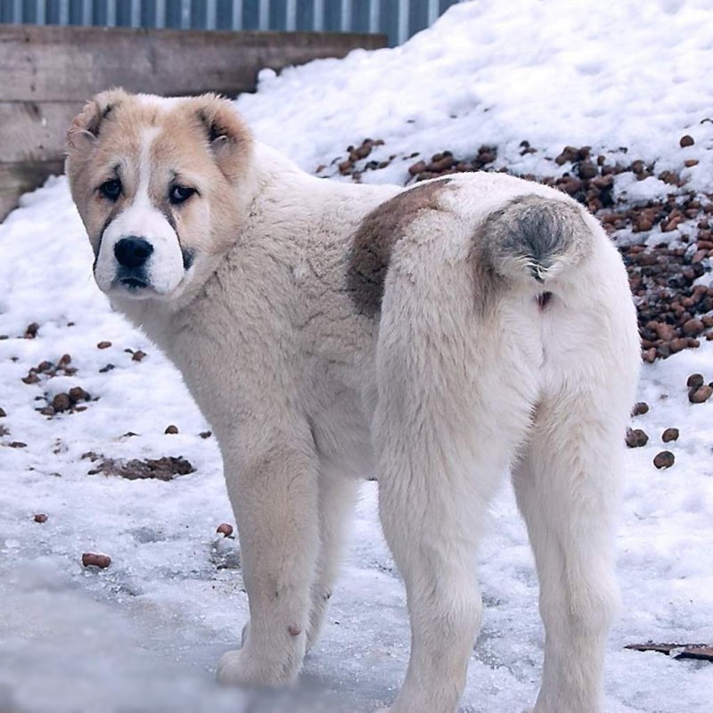 Туркменский алабай