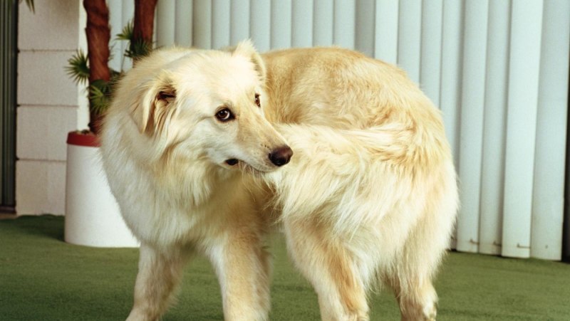 Собака кусает свой хвост