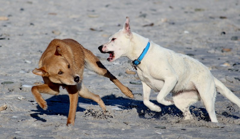 Dogs Chase their Tails