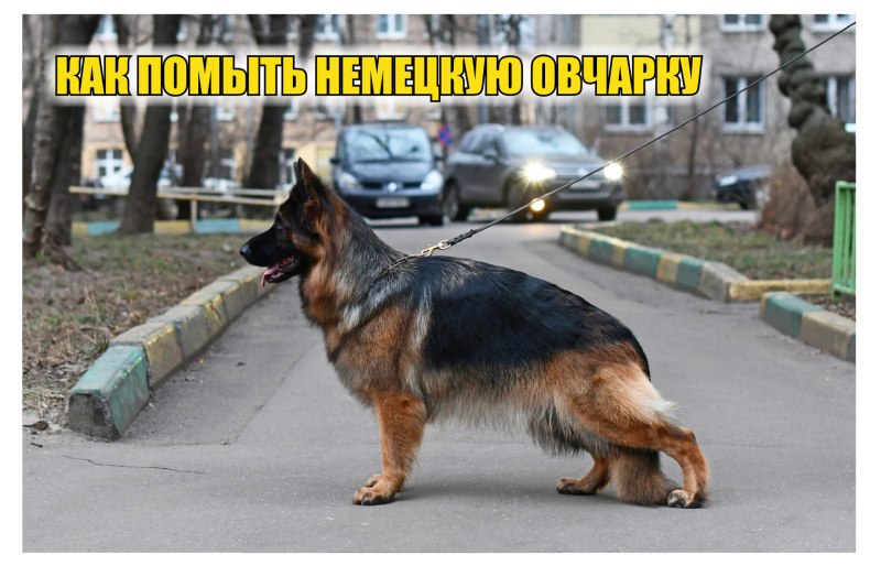 Груминг немецкой овчарки