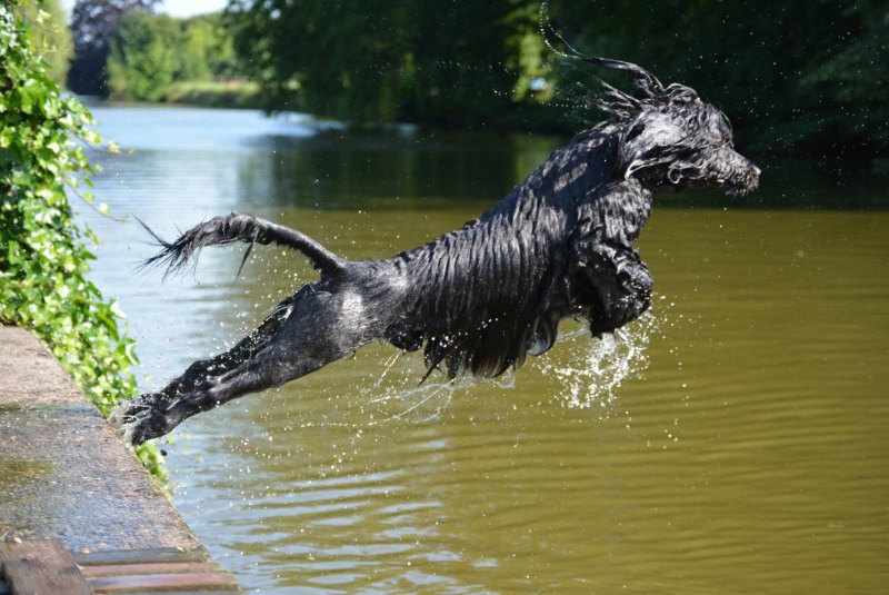Португальская водяная собака стандарт РКФ