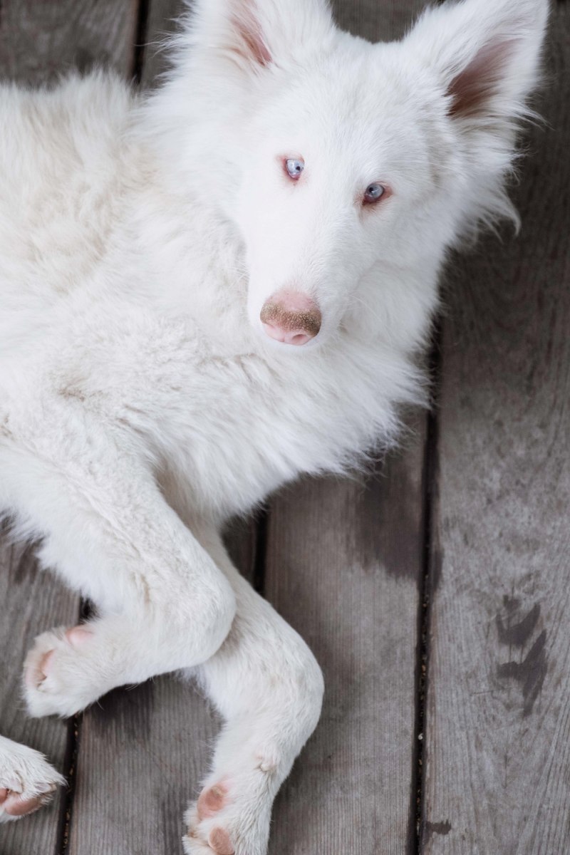 Корги альбинос