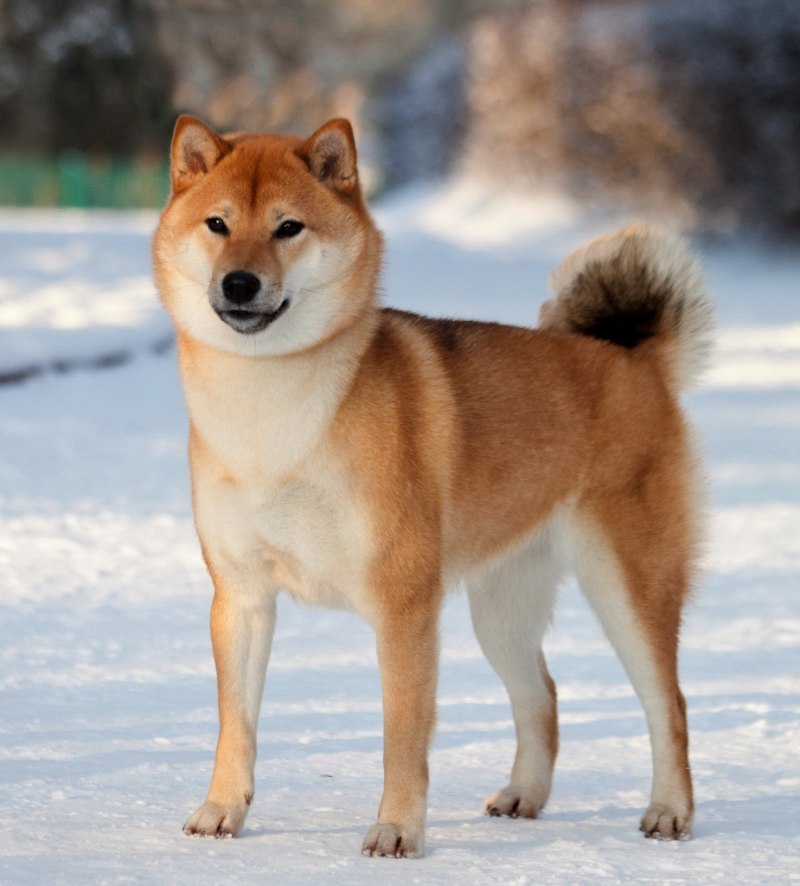 Американский сиба ину
