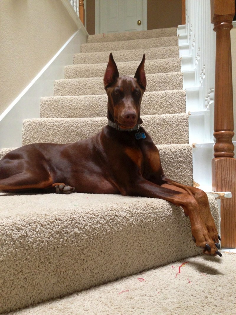 Chocolate Doberman Pincher