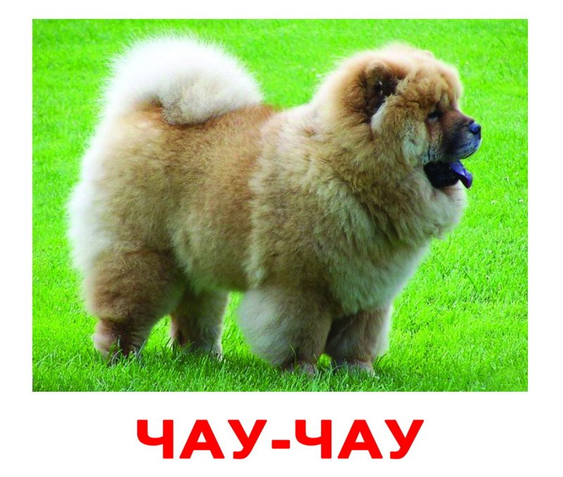 Чау-чау фото
