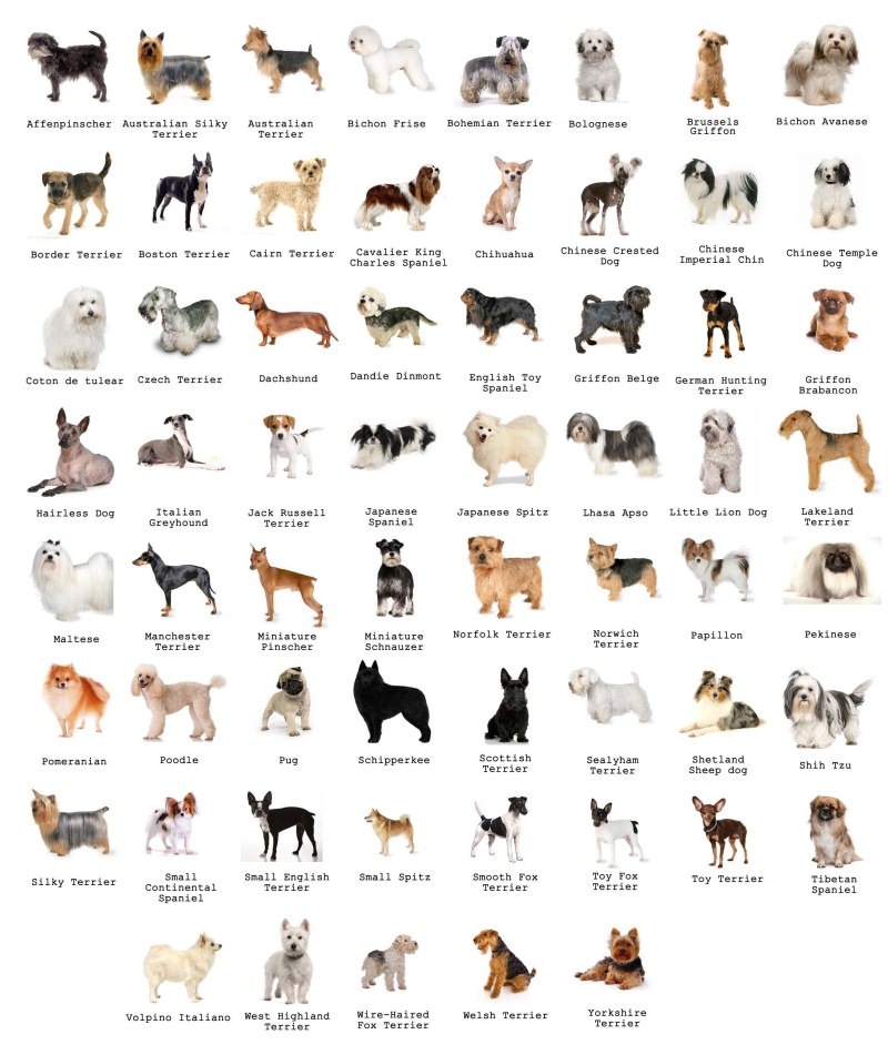 Картинки и фотографии щенков разных пород собак.