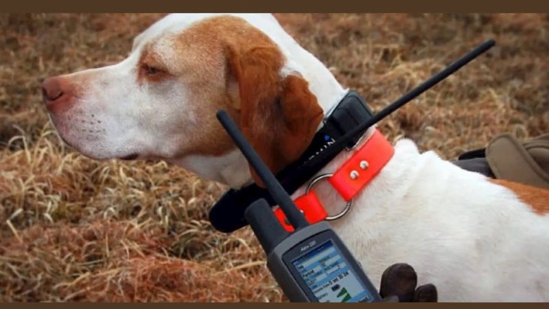 GPS-ошейник ошейник Garmin Alpha 100 с ошейником t5