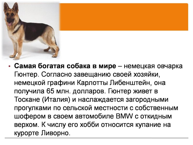 Разве можно мерить счастье в собаках