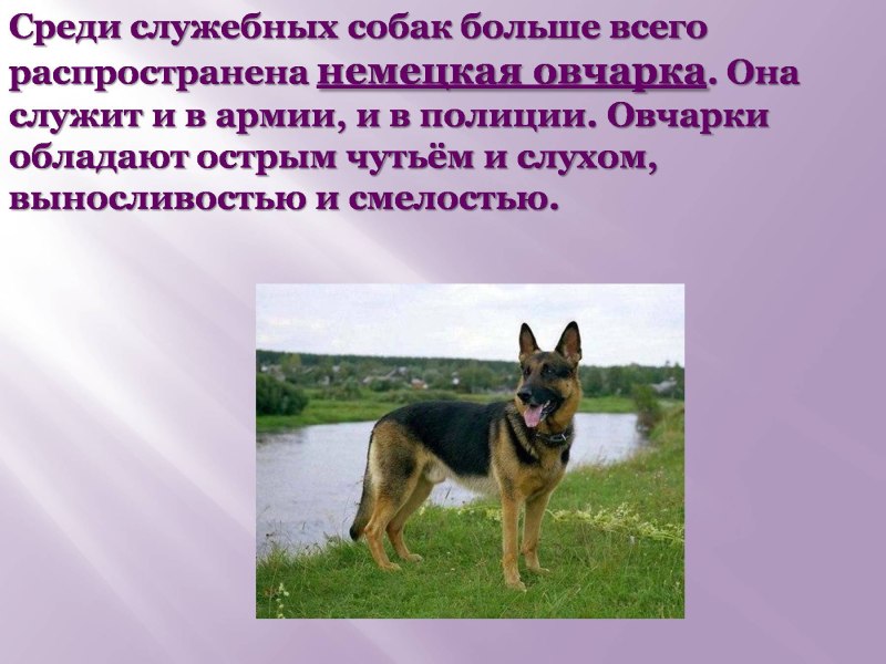 Рассказ о собаке