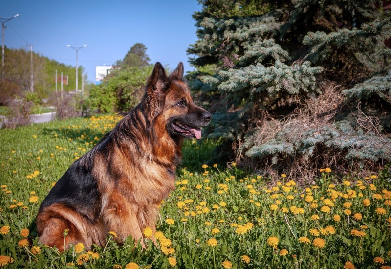 German Shepherd dick